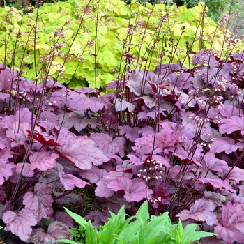 Heuchera 'Georgia Plum' (122003)