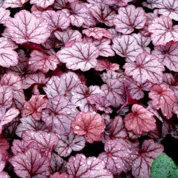 Heuchera 'Georgia Plum' (122004)