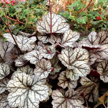 Heuchera 'Glitter' (122006)