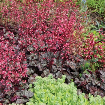 Heuchera 'Glitter' (122008)