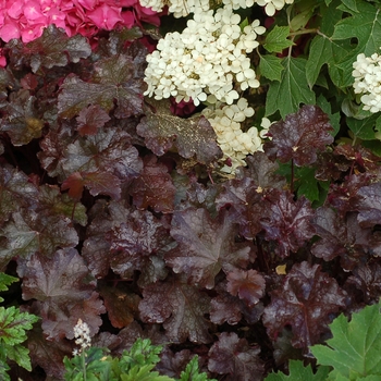 Heuchera Dolce® 'Licorice' (122011)