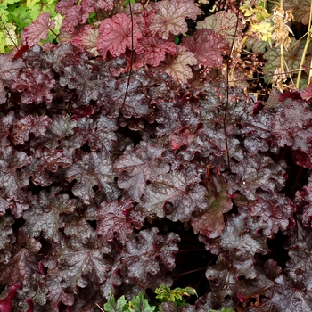 Heuchera Dolce® 'Licorice' (122013)