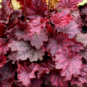 Heuchera 'Midnight Bayou' (122014)