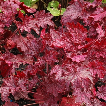 Heuchera 'Midnight Bayou' (122015)