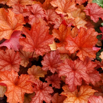 Heuchera 'Paprika' (122031)