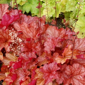 Heuchera 'Paprika' (122032)