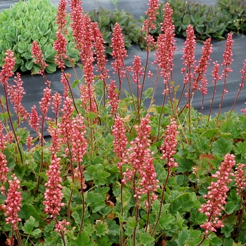 Heuchera 'Pink Lipstick' (122034)