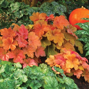 Heuchera 'Southern Comfort' (122036)