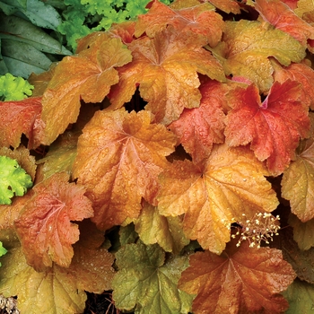 Heuchera 'Southern Comfort' (122037)