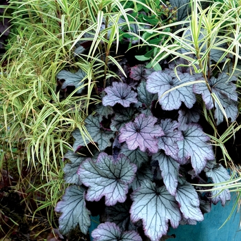 Heuchera 'Spellbound' (122040)