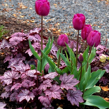 Heuchera 'Sugar Plum' (122041)