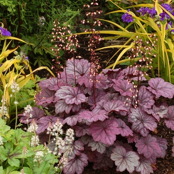 Heuchera 'Sugar Plum' (122043)