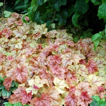 Heucherella Cascade™ 'Copper' (122045)