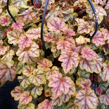 Heucherella Cascade™ 'Copper' (122046)