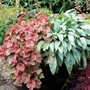 Heucherella Cascade™ 'Copper' (122047)