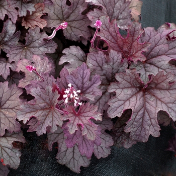 Heucherella Cascade™ 'Plum' (122087)