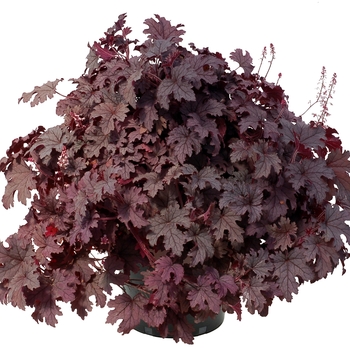 Heucherella Cascade™ 'Plum' (122088)