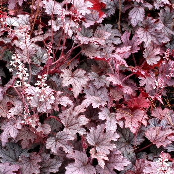 Heucherella Cascade™ 'Plum' (122089)