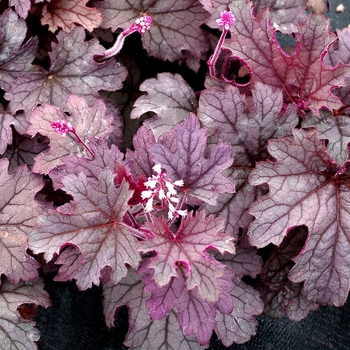 Heucherella Cascade™ 'Plum' (122090)