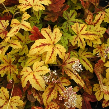 Heucherella 'Sunrise Falls' (122093)