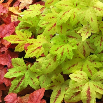 Heucherella 'Sunrise Falls' (122095)