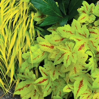 Heucherella 'Sunrise Falls' (122096)