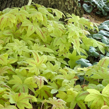 Heucherella 'Sunrise Falls' (122097)