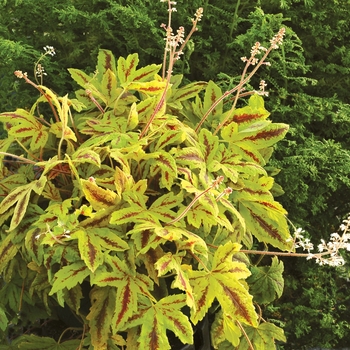 Heucherella 'Sunrise Falls' (122100)