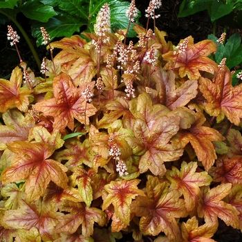 Heucherella 'Brass Lantern' (122104)