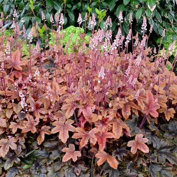 Heucherella 'Brass Lantern' (122106)