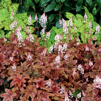 Heucherella 'Brass Lantern' (122107)