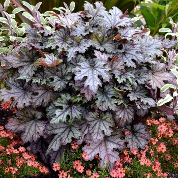 Heucherella 'Cracked Ice' (122109)