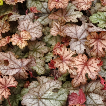 Heucherella 'Cracked Ice' (122110)