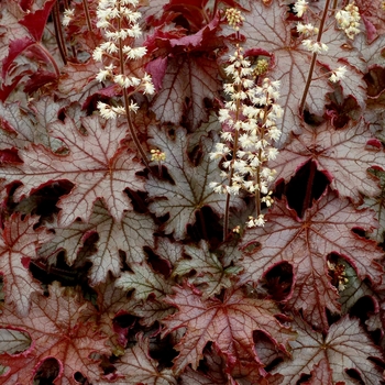 Heucherella 'Cracked Ice' (122111)