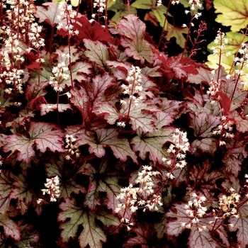 Heucherella 'Cracked Ice' (122112)