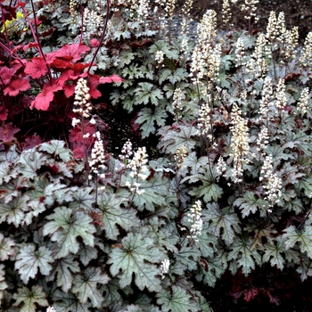 Heucherella 'Cracked Ice' (122113)