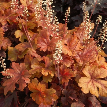 Heucherella 'Buttered Rum' (122116)