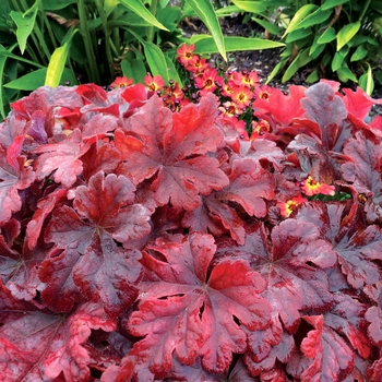 Heucherella 'Buttered Rum' (122117)