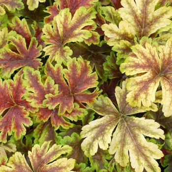 Heucherella 'Gold Zebra' (122121)