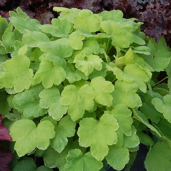 Heucherella Happy Hour™ 'Lime' (122123)