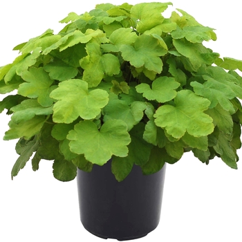 Heucherella Happy Hour™ 'Lime' (122124)