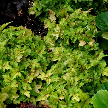 Heucherella 'Goldstrike' (122127)