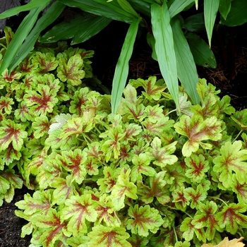 Heucherella 'Mojito' (122131)