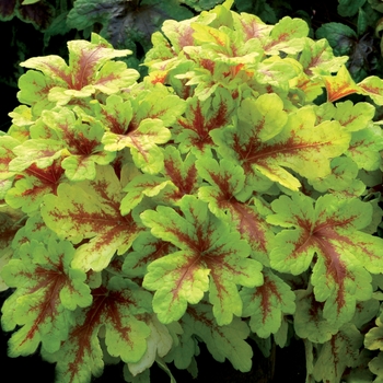 Heucherella 'Mojito' (122133)