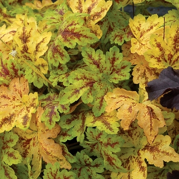 Heucherella 'Solar Power' (122136)