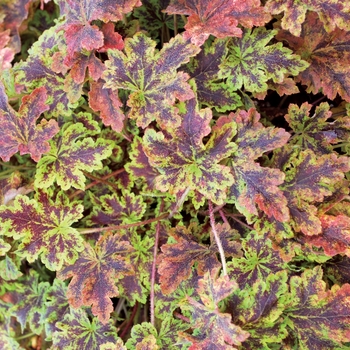 Heucherella 'Solar Power' (122137)