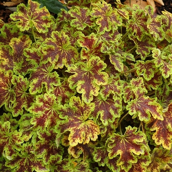 Heucherella 'Solar Power' (122138)