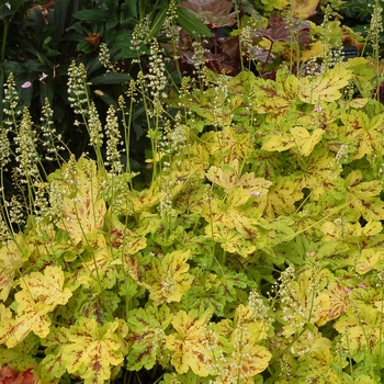 Heucherella 'Solar Power' (122139)