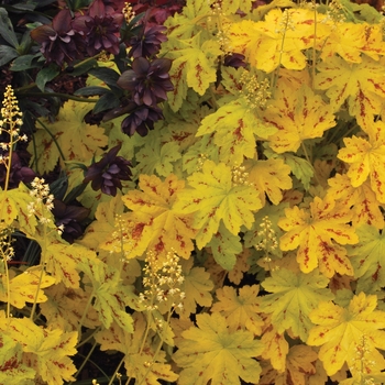 Heucherella 'Solar Power' (122140)