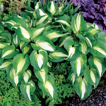 Hosta 'Raspberry Sundae' (122155)